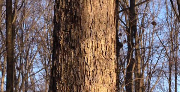 Oak Tree ID by their Bark